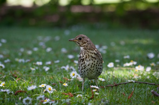 Bird in Hagley Park